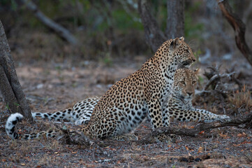 Leopard siblings seen together on a safari in South Africa