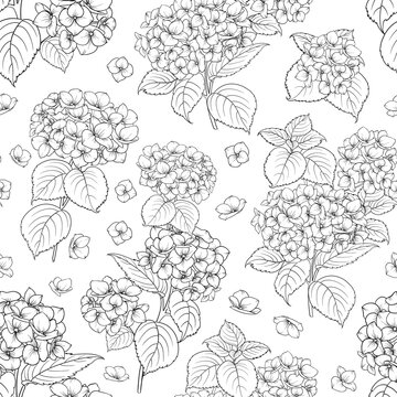 Seamless floral pattern with Hydrangea. Vector illustration.
