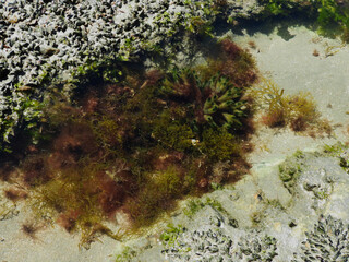 Coral en la orilla del mar