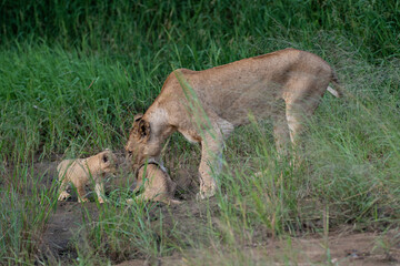 A female lion seen picking up and carrying her cub on a safari in South Africa