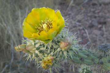 USA, Arizona. Flowers on Buckhorn Cholla cactus, Organ Pipe Cactus National Monument.