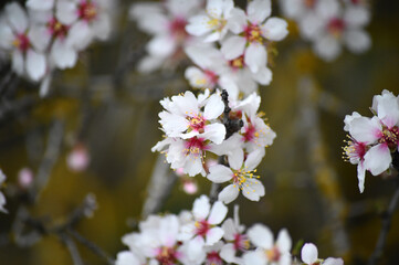 unas flores de un almendro en primavera