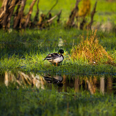 A beautiful wild wood duck in the marshlans. Springtime scenery of wetlands with a bird. Spring landscape during the nesting season in Northern Europe.