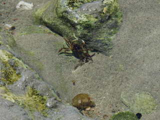 Cangrejos en la costa
