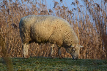 White sheep grazing on a dike with reeds in the background