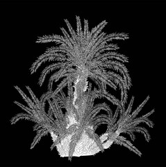 palm trees group outline isolated on black