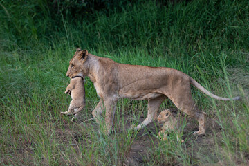 A female lion seen picking up and carrying her cub on a safari in South Africa