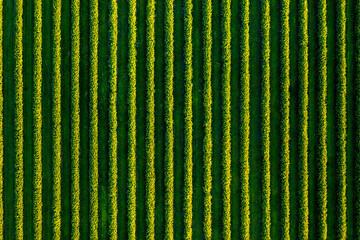 Spectacular top view of row blackcurrant bushes.