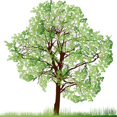 lush tree in green grass illustration