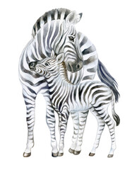 Zebra. Mom and baby isolated on white background. Watercolor. Baby zebra. Illustration. Picture. Clip-Art. Close-up. Hand drawing © Yuliia