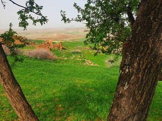 Natural view of the almond tree, which is beautiful in spring