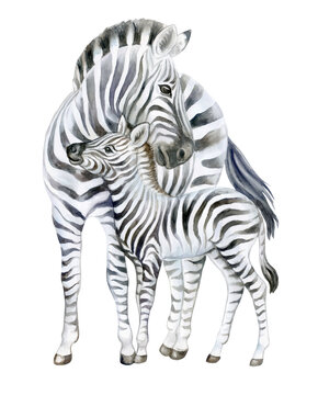 Zebra. Mom And Baby Isolated On White Background. Watercolor. Baby Zebra. Illustration. Picture. Clip-Art. Close-up. Hand Drawing