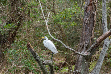 White egret bird perched in dead tree in swamp