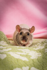 Fancy True Patchwork Pet Rat