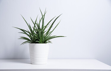 Sansevieria plant in a white pot on a gray background. Scandinavian style
