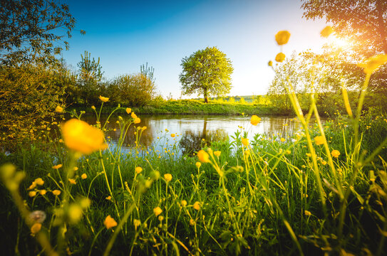 Spring meadow with tree on the edge of the shore. Location place river Seret, Ukraine.