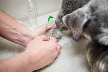 Close up veterinarian takes blood from a dog's paw with a syringe for analysis. Veterinary concept....