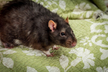 Fancy Berkshire Pet Rat