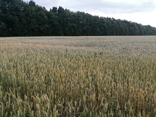 Wheat field
