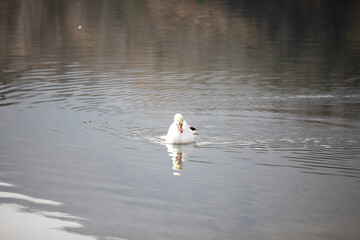 lago