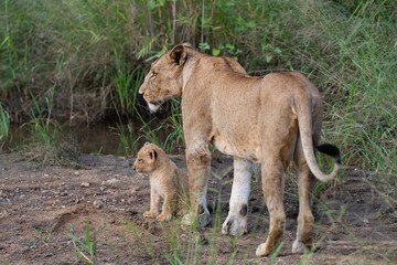Obraz na płótnie Canvas A female Lion and her 6 week old Lion cub seen on a safari in South Africa