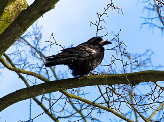 The rook (Corvus frugilegus) sitting on a branch