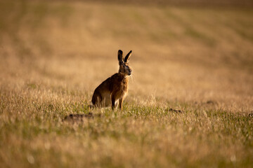 A beautiful brown hare in the spring meadow. Springtime scenery with local animals in natural habitat in Northern Europe.