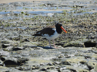 Aves en las rocas cerca del mar