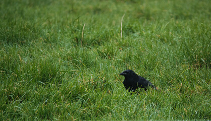crow feeding in lush green grass