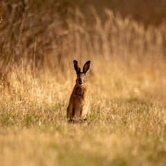 A beautiful brown hare in the spring meadow. Springtime scenery with local animals in natural habitat in Northern Europe.