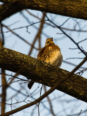 The fieldfare (Turdus pilaris) on a branch