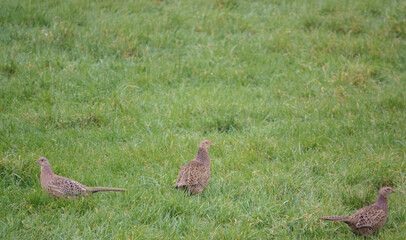 female pheasants feeding in lush green grass