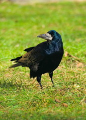 The rook on the green grass in the park (Corvus frugilegus)