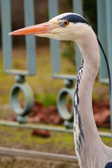 close up of a gray heron head in no wind Ardea cinerea