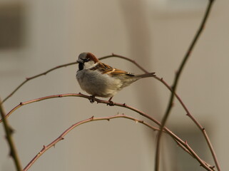 The house sparrow (Passer domesticus) sitting on a twig