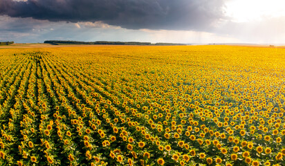Aerial view of bright yellow sunflowers with clouds on a sunny day.