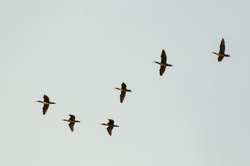 A group of large cormorants flies in the sky