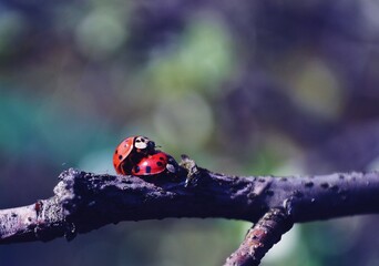 Biedroneczki . © marekmyslinski