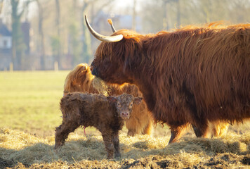 close up of a newborn calf of a scottish highlander in a herd with the mother contained in soft spring light