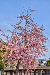 三条大橋のたもとの河津桜