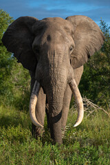 Obraz na płótnie Canvas Massive Elephant bull with large tusks seen on a safari in South Africa