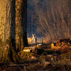 Beautiful roe deer grazing near trees. A beautiful springtime morning scenery with wild animals in Northern Europe.
