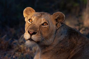 Female lion seen after sunset on a safari in South Africa