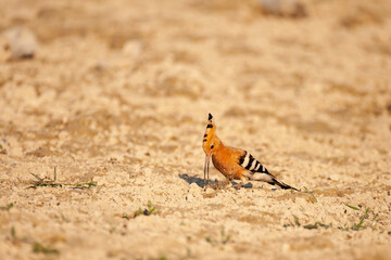 Hoopoe Upupa epops foraging for food in the ground