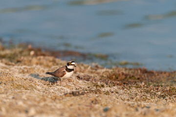 Small plover feeds on the lake shore. Charadrius dubius