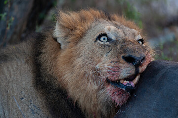 Male Lion feeding on a Buffalo, on a safari in South Africa