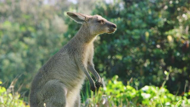 Kangaroo in the wild swallowing its food