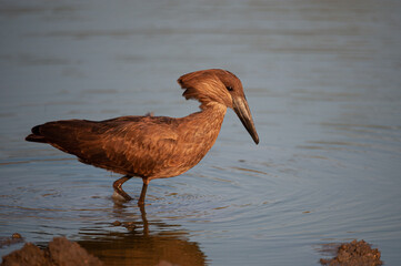 A Hammerkop bird seen hunting food in a waterhole on a safari in South Africa