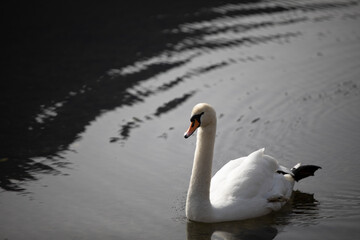 lago