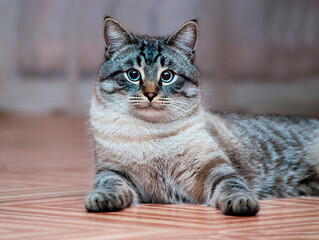 domestic well-fed cat